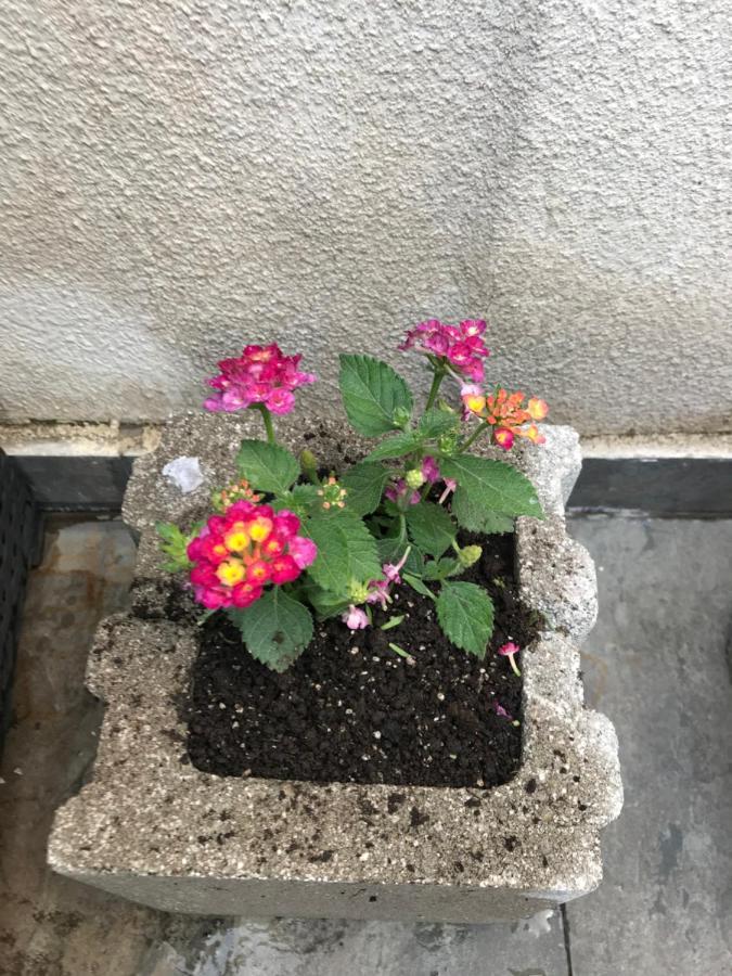 Apartment Betlemi ティビリシ エクステリア 写真